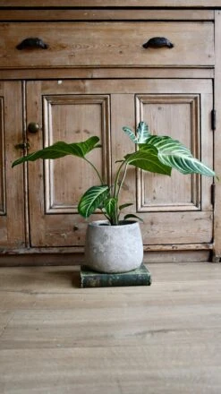 Xanthosoma Lindenii *rare* -Happy House Plants Sale Store 98bb8d 6bdce7527225435284330303447eea1c mv2