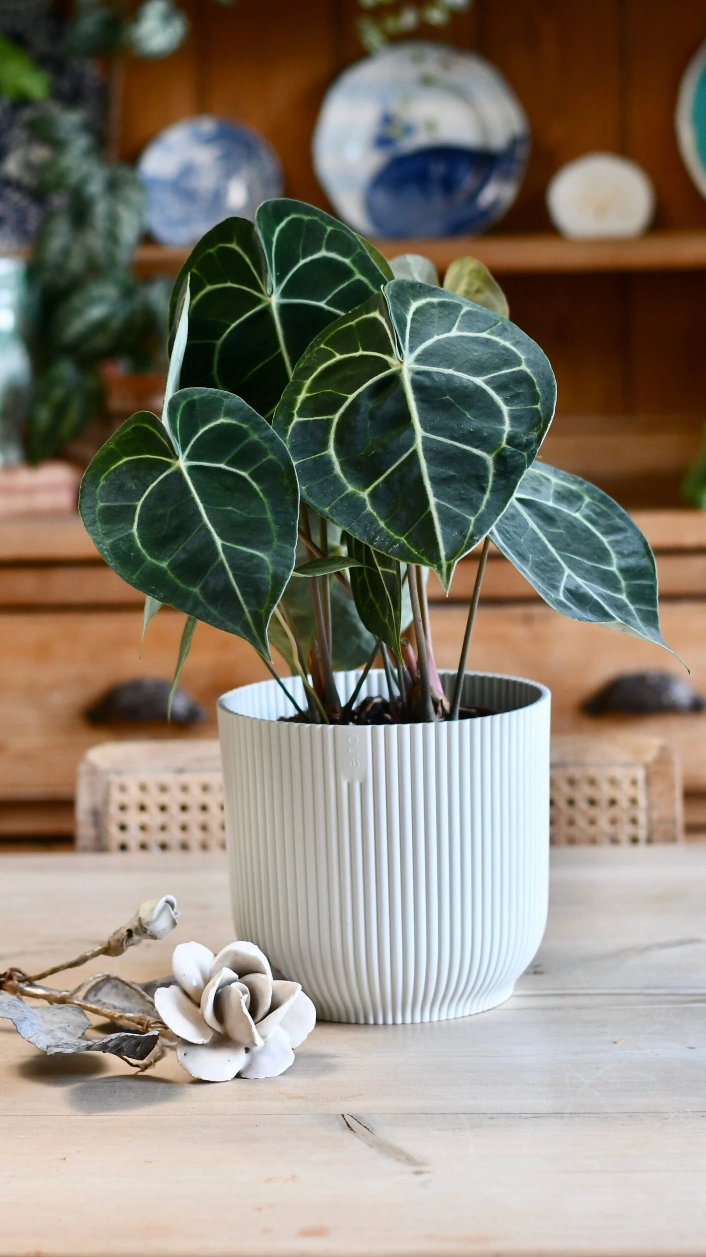 Large Anthurium Clarinervium 5 Large Anthurium Clarinervium - Image 5