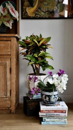 Small Codiaeum 'Mrs Iceton' -Happy House Plants Sale Store 98bb8d 6c6de9b7ed034a5699262c39c89bb309 mv2