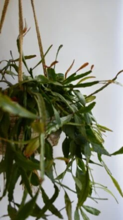 Large Rhipsalis Elliptica -Happy House Plants Sale Store 98bb8d 6c9c4c014130423ba47533c19b9268f0 mv2