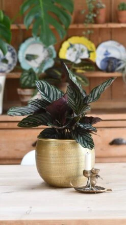 Calathea Sanderiana - Pinstripe - Prayer Plant -Happy House Plants Sale Store 98bb8d 6cf7ee32b5d2462c83c4660121aa650b mv2
