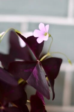 Oxalis Triangularis (Purple Shamrock, False Shamrock) 7 Oxalis Triangularis (Purple Shamrock, False Shamrock) -Happy House Plants Sale Store 98bb8d 6d474cac1bcd4404875706efda64cec7 mv2 d 2848 4272 s 4 2