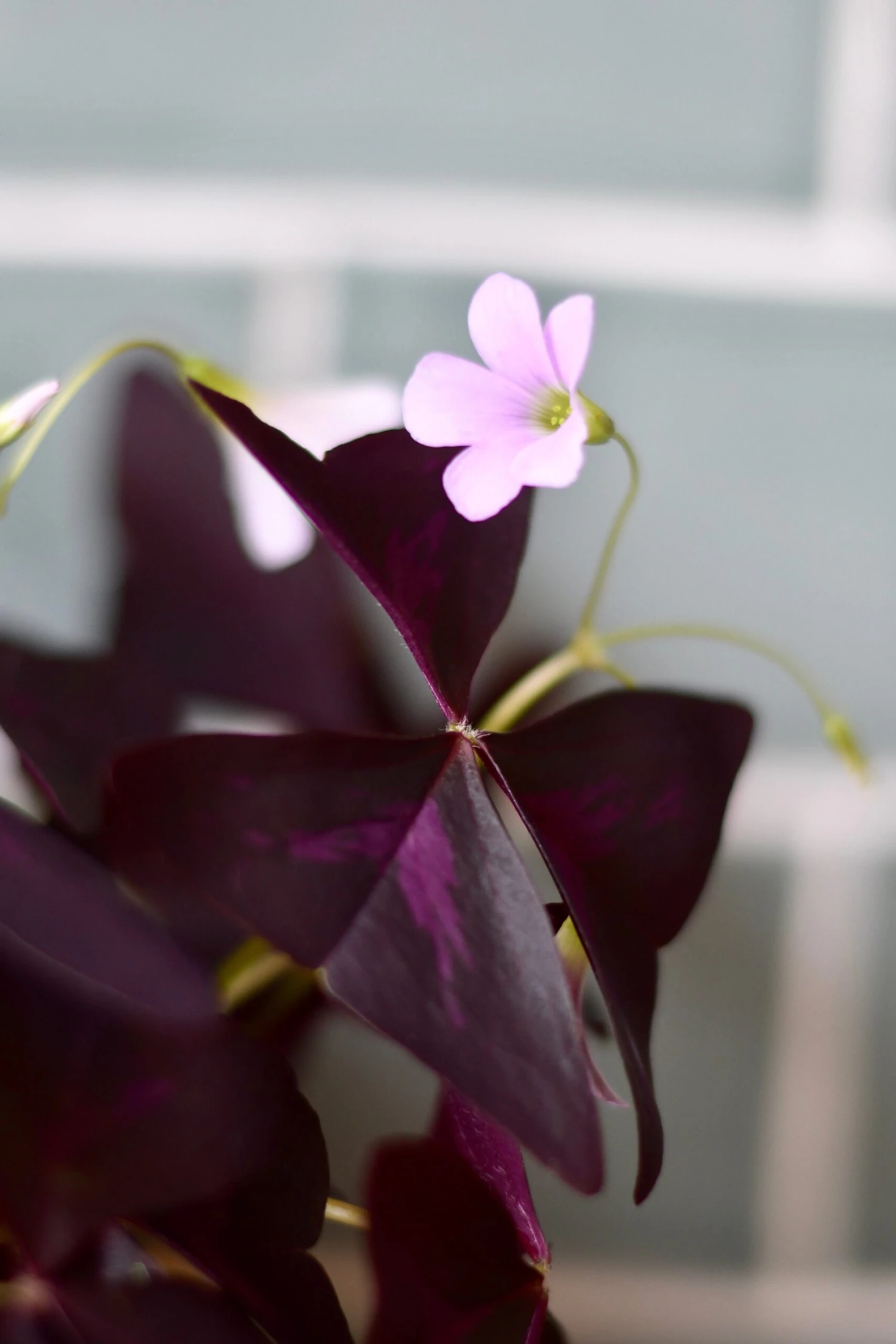 Oxalis Triangularis 'Purple Shamrock’ & Vibes Pot 6 Oxalis Triangularis 'Purple Shamrock’ & Vibes Pot - Image 6