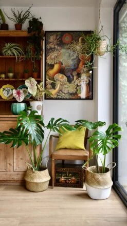 Medium Monstera Deliciosa (Elegant Stem Form)