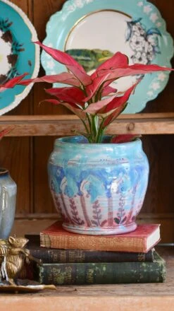 Aglaonema Pink Star 17 Aglaonema Pink Star -Happy House Plants Sale Store 98bb8d 6ec93e541ec5406eb828fbe8231427ad mv2