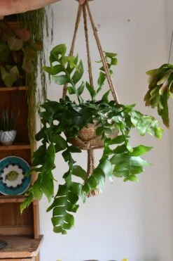 Selenicereus Chrysocardium - Fern Leaf Cactus -Happy House Plants Sale Store 98bb8d 7086fdbdcd064f429b2893720be071a8 mv2