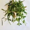 Large Rhipsalis Elliptica