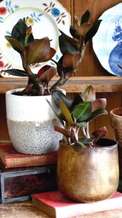 Black Velvet Jewel Orchid *rare* (Ludisia Discolor Black Velvet) -Happy House Plants Sale Store 98bb8d 71b405303d5c4d5b82b2bcf01e09d5e3 mv2