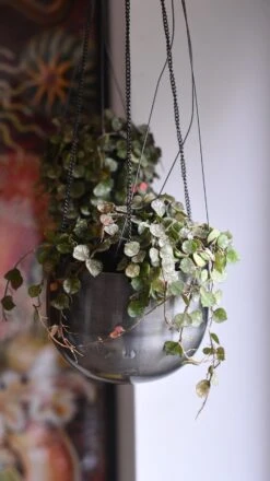 Hoya Curtisii, Wax Flower, Porcelain Flower -Happy House Plants Sale Store 98bb8d 72a301b9e52a478288773150874bbcf1 mv2