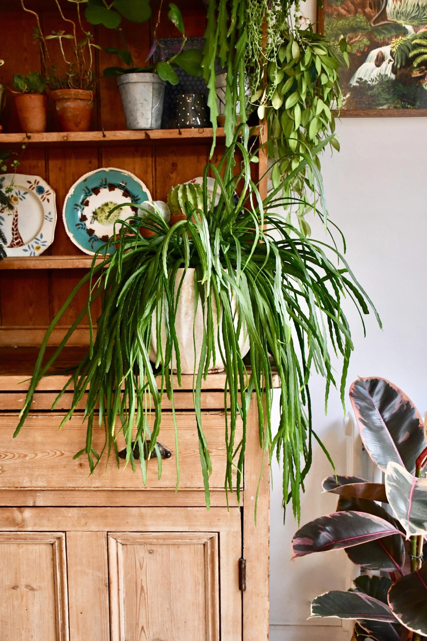 Large Lepismium Cactus (Bolivianum Forest Cactus) 1 Large Lepismium Cactus (Bolivianum Forest Cactus)