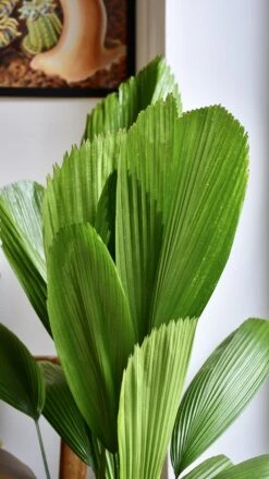Licuala Grandis Palm 10 Licuala Grandis Palm -Happy House Plants Sale Store 98bb8d 735f4260af0e410ba375327953f188fd mv2