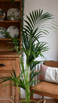 Kentia Palm (Howea Forsterian) 11 Kentia Palm (Howea Forsterian) -Happy House Plants Sale Store 98bb8d 7368e3fd5e874534abe8eafa7fe06d5a mv2