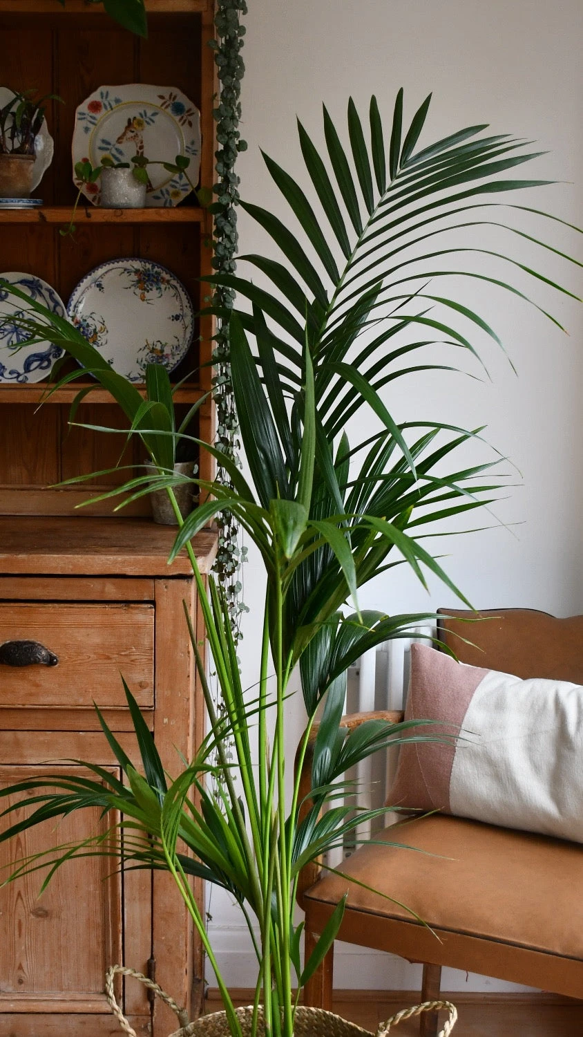 Kentia Palm (Howea Forsterian) 5 Kentia Palm (Howea Forsterian) - Image 5