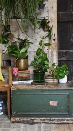 Piper Betle Variegata -Happy House Plants Sale Store 98bb8d 749300cc70da4f5faf9bcf855a5a1a5d mv2