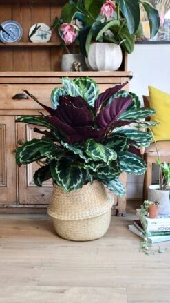 XL Calathea Roseopicta 'Medallion' -Happy House Plants Sale Store 98bb8d 759d3ca3d6fd48bc9c3b24492148cee4 mv2