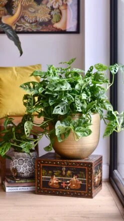 XL Monstera Obliqua 'Monkey Mask' -Happy House Plants Sale Store 98bb8d 75b8a8cfce2345378ecbdc768a2e3539 mv2