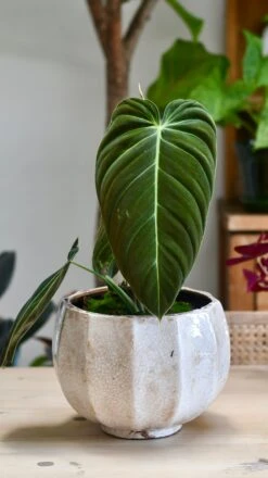 Philodendron Melanochrysum -Happy House Plants Sale Store 98bb8d 75c959356c8c47d190e420ea52db11da mv2