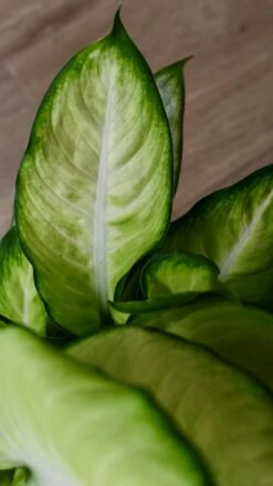 Dieffenbachia Summer & Tembesi Etched Planter -Happy House Plants Sale Store 98bb8d 76043aa880d5402ea904893473200e8a mv2