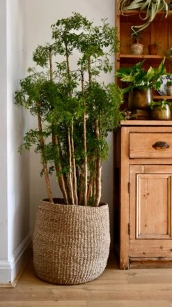 Polyscias Ming Or Aralia Ming -Happy House Plants Sale Store 98bb8d 76094673a3a64ad99e8e2d107d0bac6e mv2