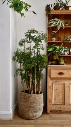 Polyscias Ming Or Aralia Ming