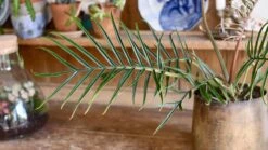 Philodendron Tortum *Rare* -Happy House Plants Sale Store 98bb8d 771720aea8994f418ca41d652c6e1a3d mv2