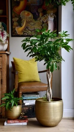 The Umbrella Tree Or Schefflera Plant -Happy House Plants Sale Store 98bb8d 771ccca4cde1479789b5ae2653732487 mv2