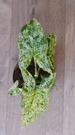 Syngonium Mottled | Mojito 9 Syngonium Mottled | Mojito -Happy House Plants Sale Store 98bb8d 772b6f93b2e0426084484dc295496acb mv2