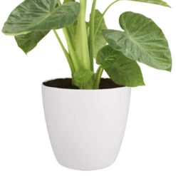 Brussels Round Plant Pot 40cm (Large Indoor Plant Pots) -Happy House Plants Sale Store 98bb8d 77400926624c4acba72aeaca3b1451bc mv2 de249af5 979a 4a8c 94ee b7aea8465da4