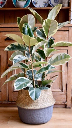 Ficus Tineke, Variegated Rubber Plant, -Happy House Plants Sale Store 98bb8d 775d4ee657664d6aa4aed1dd102ff246 mv2