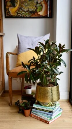 Ficus Melany Mangrove (Rubber Plant)