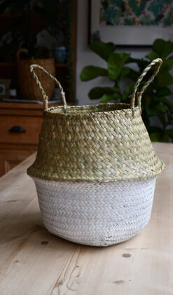 Euphorbia Eritrea Variegata (Ghost Cactus) -Happy House Plants Sale Store 98bb8d 79e56a591b104ffba743910c01617e82 mv2 517655c9 07d3 47e0 a76e a64f470532ad