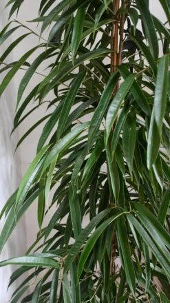 Tall Ficus Maclellandii Alii Or Large Amstel King -Happy House Plants Sale Store 98bb8d 7a550ad655e541d3a2d440312c9766c8 mv2