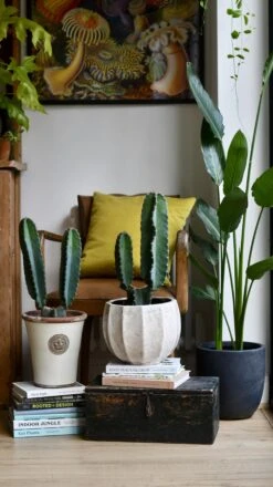 Small Cereus Peruvian (Blue Cactus)