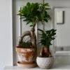 Ficus Retusa (Ginseng Bonsai Tree)