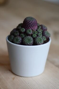 Sulcorebutia Rauschii -Happy House Plants Sale Store 98bb8d 7d733022894343909535d4d9fbb62c85 mv2 d 3712 5568 s 4 2