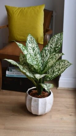 Dieffenbachia White Etna *Rare* -Happy House Plants Sale Store 98bb8d 7ec301ee37e844f7a3258d9139dd7e90 mv2