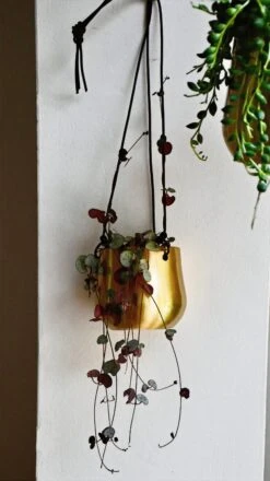 Hanging String Of Hearts & Atsu Brass Hanging Planter -Happy House Plants Sale Store 98bb8d 7f13ffec9d2340e49ef9759d0c21ffab mv2