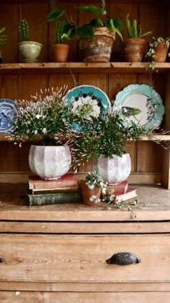 White Jasmine (Jasminum Polyanthium) 7 White Jasmine (Jasminum Polyanthium) -Happy House Plants Sale Store 98bb8d 7f1a9c90cccf4caa87c9430507213e68 mv2