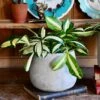 Dracaena Surculosa 'Milky Way'
