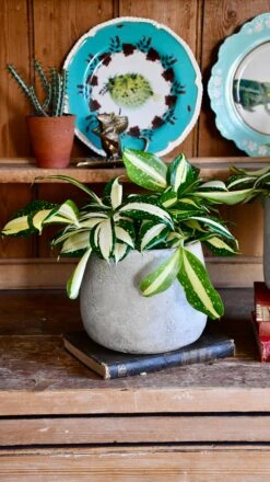 Dracaena Surculosa 'Milky Way'