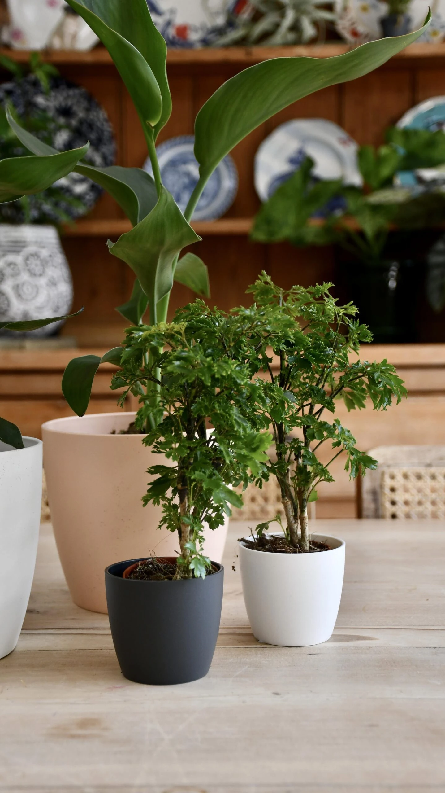 Baby Polyscias Ming Or Aralia Ming 1 Baby Polyscias Ming Or Aralia Ming