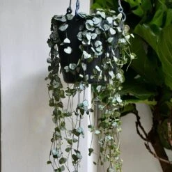 Brussels Hanging Basket 18cm -Happy House Plants Sale Store 98bb8d 805f458e4ab543d281602b93f8c0db53 mv2