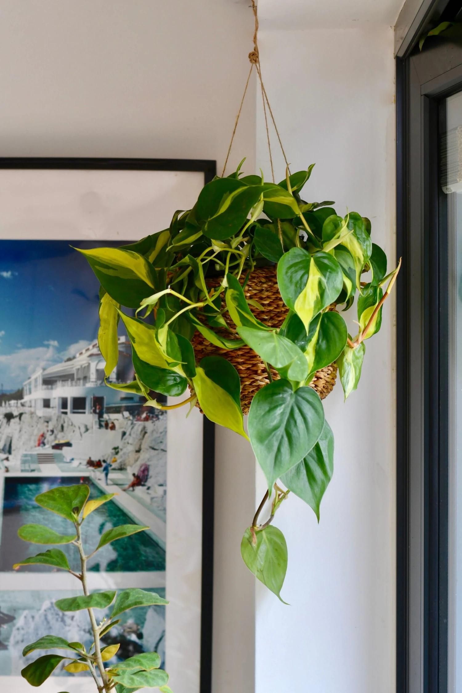 Hanging Philodendron Scandens Brasil 1 Hanging Philodendron Scandens Brasil
