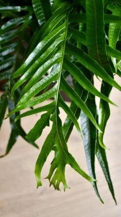 XL Aglomorpha Coronans - Snake Leaf Fern -Happy House Plants Sale Store 98bb8d 81278cec7e484105904884bd84b4533d mv2