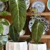 Philodendron Melanochrysum