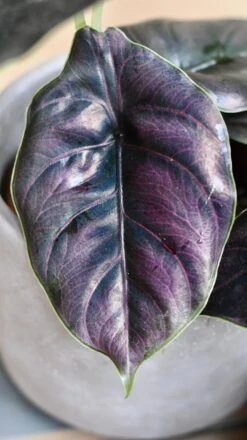 Alocasia Azlanii (Jewel Alocasia 'Red Mambo') -Happy House Plants Sale Store 98bb8d 822b0ce4efdc4c1fbeb6b9217f696099 mv2