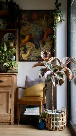 Ficus Pink Princess Tree -Happy House Plants Sale Store 98bb8d 827339b1c0924615a00354b6652985b1 mv2