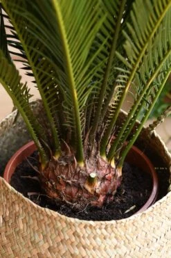 Cycas Revoluta - Sago Palm -Happy House Plants Sale Store 98bb8d 82a2cab7935e464e9ea18293bd87ef31 mv2 d 2848 4272 s 4 2