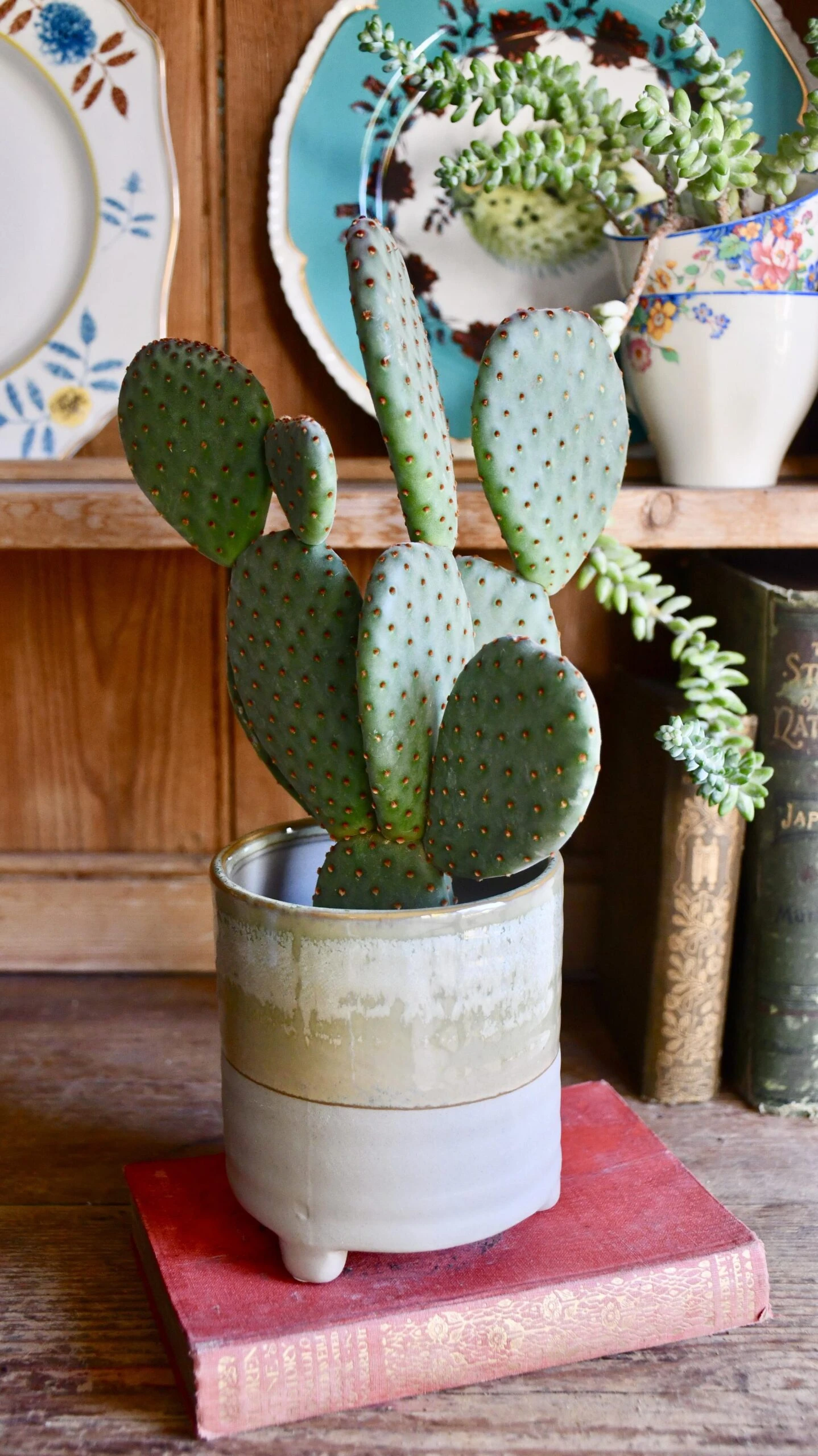 Bunny Ear Cactus 2 Bunny Ear Cactus - Image 2