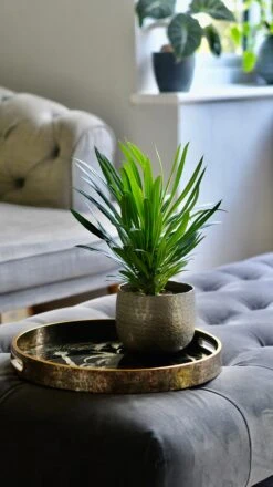 Pachypodium Lamerei | Madagascar Palm -Happy House Plants Sale Store 98bb8d 833a681d08b84236b0f059d1002331b9 mv2